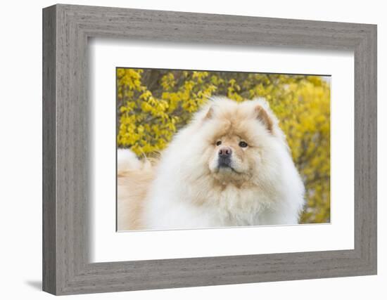 Chow Chow-Lynn M^ Stone-Framed Photographic Print