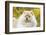 Chow Chow-Lynn M^ Stone-Framed Photographic Print