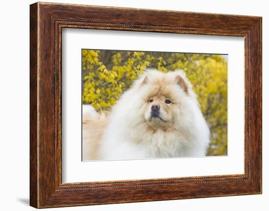 Chow Chow-Lynn M^ Stone-Framed Photographic Print