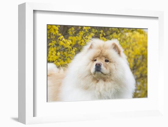 Chow Chow-Lynn M^ Stone-Framed Photographic Print