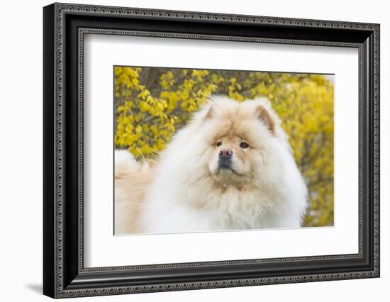 Chow Chow-Lynn M^ Stone-Framed Photographic Print