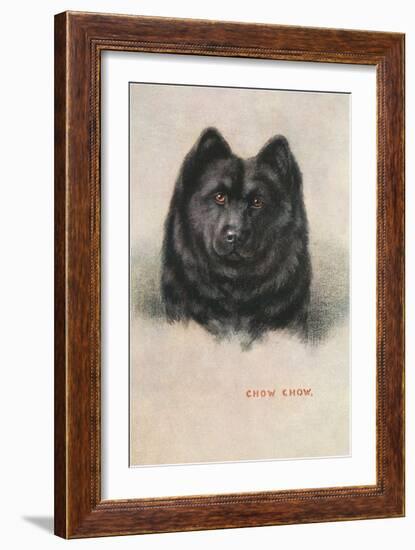 Chow Chow-null-Framed Art Print