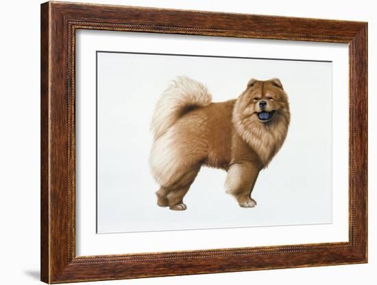 Chow Chow-Harro Maass-Framed Giclee Print