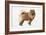 Chow Chow-Harro Maass-Framed Giclee Print