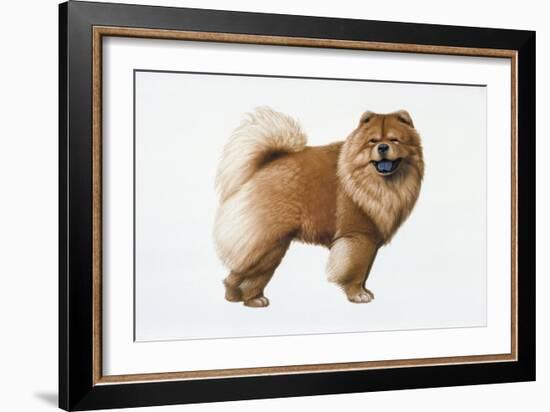 Chow Chow-Harro Maass-Framed Giclee Print