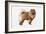 Chow Chow-Harro Maass-Framed Giclee Print