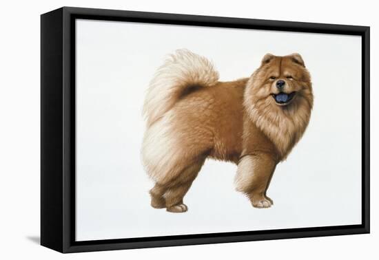 Chow Chow-Harro Maass-Framed Premier Image Canvas