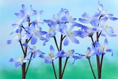 Chionodoxa Forbesii 'Blue Giant' Glory of the Snow March-Chris Burrows-Photographic Print