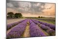 Premium Photographic Print