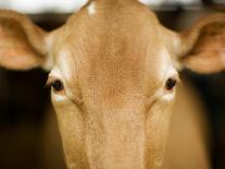 Head of Cow-Chris Carroll-Photographic Print