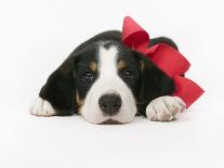 Puppy Wearing Red Bow-Chris Carroll-Photographic Print