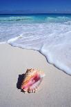 Mexico, Yucatan Peninsula, Carribean Beach at Cancun, Conch Shell on Sand-Chris Cheadle-Giant Art Print
