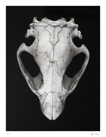 Collectable Print, , large