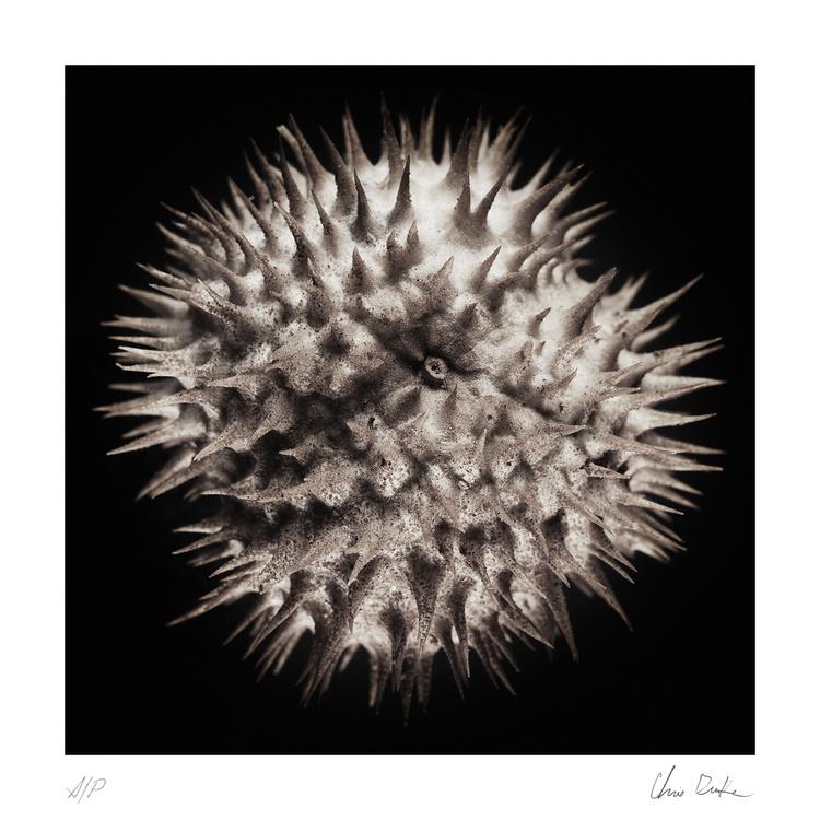 Collectable Print, , large