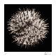 Collectable Print