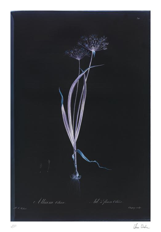 Limited Edition, , large