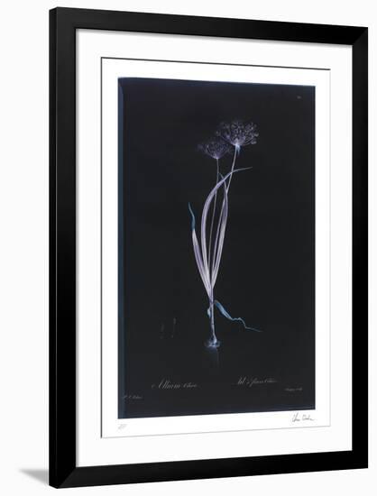 Limited Edition, , large