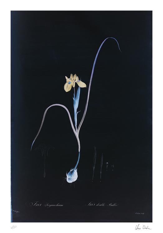 Limited Edition, , large