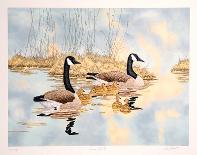 Snow Geese Landing-Chris Forrest-Limited Edition