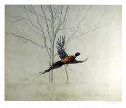 Pheasant-Chris Forrest-Framed Collectable Print