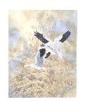 Snow Geese Landing-Chris Forrest-Limited Edition