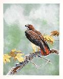 Pheasant-Chris Forrest-Collectable Print