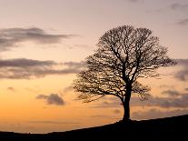 Bare Winter Tree at Sunset, the Roaches, Staffordshire, Peak District National Park, England, Unite-Chris Hepburn-Photographic Print