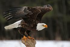 A Bald Eagle (Haliaeetus Leucocephalus) Taking Off.-Chris Hill-Framed Premier Image Canvas