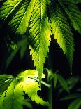 Cannabis Leaves-Chris Knapton-Photographic Print