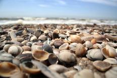 Assortment of Sea Shells-Chris Martin-Bahr-Framed Photographic Print