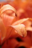 Geranium Flowers (Pelargonium Sp.)-Chris Martin-Bahr-Photographic Print