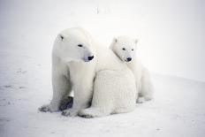 Polar Bear And Cub-Chris Martin-Bahr-Photographic Print