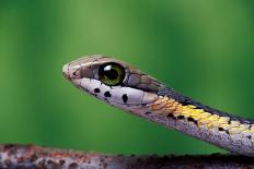 Blue-legged chameleon, close up of tail, Madagascar-Chris Mattison-Framed Photographic Print