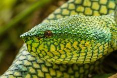 West African green mamba head portrait-Chris Mattison-Framed Premier Image Canvas