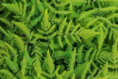 Common oak fern leaves, UK-Chris Mattison-Photographic Print