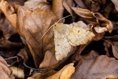 Treble lines moth on bark, Wye Valley, Wales-Chris Mattison-Photographic Print