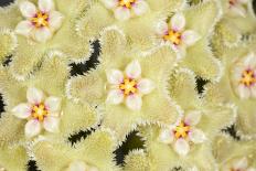 Wax flower (Hoya serpens)  close up of flowers. Cultivated plant from Himalayas-Chris Mattison-Photographic Print