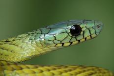 Blue-legged chameleon, close up of tail, Madagascar-Chris Mattison-Photographic Print