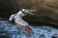 Pelican Flight-Chris Moyer-Photographic Print