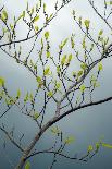 USA, New York State. Beech tree in spring.-Chris Murray-Photographic Print