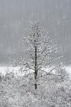 USA, New York State. Lone winter tree.-Chris Murray-Framed Photographic Print