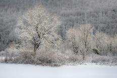 USA, New York State. Lone winter tree.-Chris Murray-Photographic Print