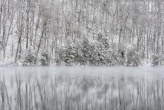 USA, New York State. Morning sunlight on snow covered trees-Chris Murray-Photographic Print