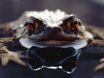 Common European Toad Female Portrait (Bufo Bufo) in Water, England-Chris Packham-Photographic Print