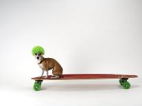 Chihuahua on a Skateboard-Chris Rogers-Framed Photographic Print