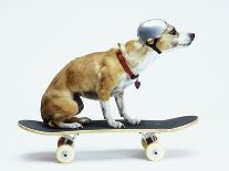 Dog with Helmet Skateboarding-Chris Rogers-Framed Photographic Print