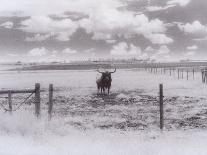Longhorn Steer, CO-Chris Rogers-Photographic Print