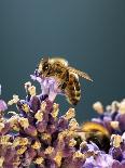 A Bee on a Lavender Flower-Chris Sch?fer-Framed Premier Image Canvas