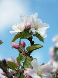 Apple Blossom on the Tree-Chris Schäfer-Framed Photographic Print