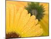 Premium Photographic Print